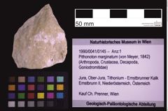 Foto (Objekt + Etiketten) von Pithonoton marginatum (von Meyer, 1842) (NHMW-GEO-1990-0041-0145)